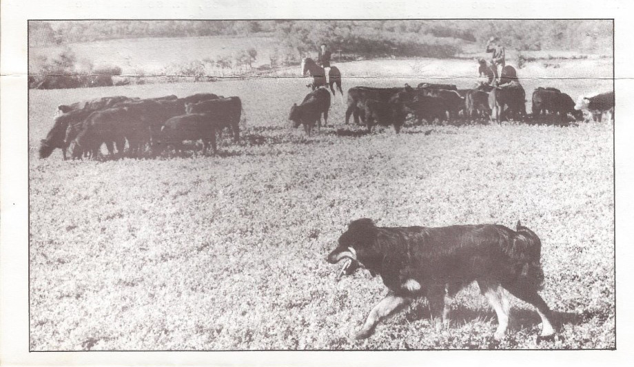 Black and Tan English Shepherd moving cattle