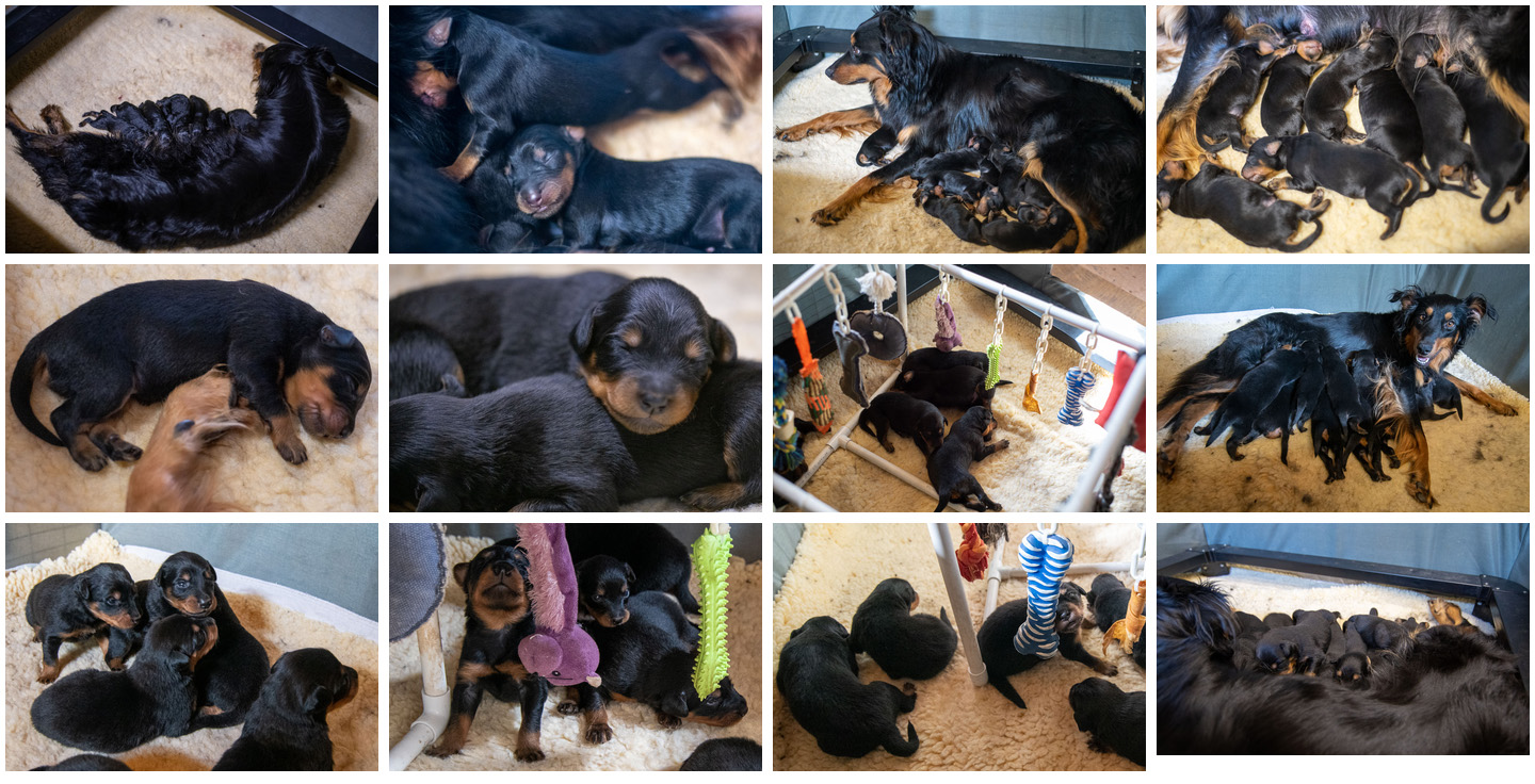 Black and Tan English Shepherd Puppies