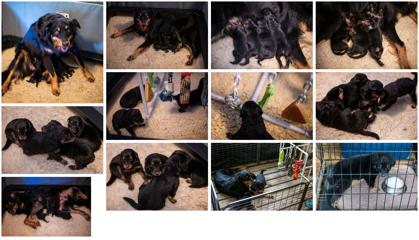 Black and Tan English Shepherd Puppies