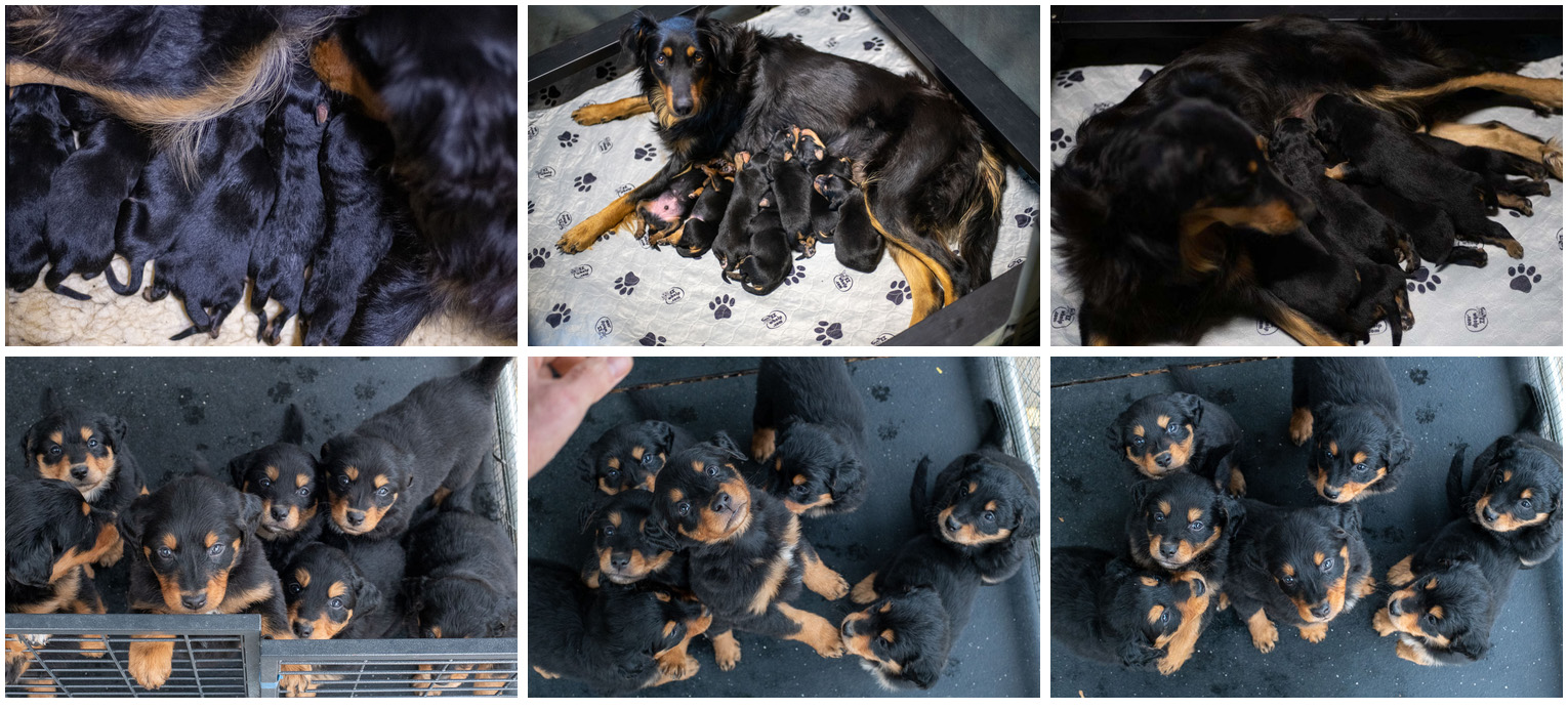 Black and Tan English Shepherd Puppies