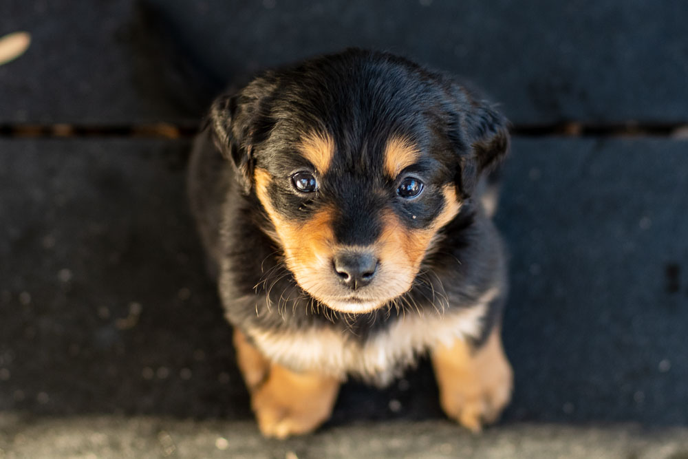 Black and Tan English Shepherd Puppy